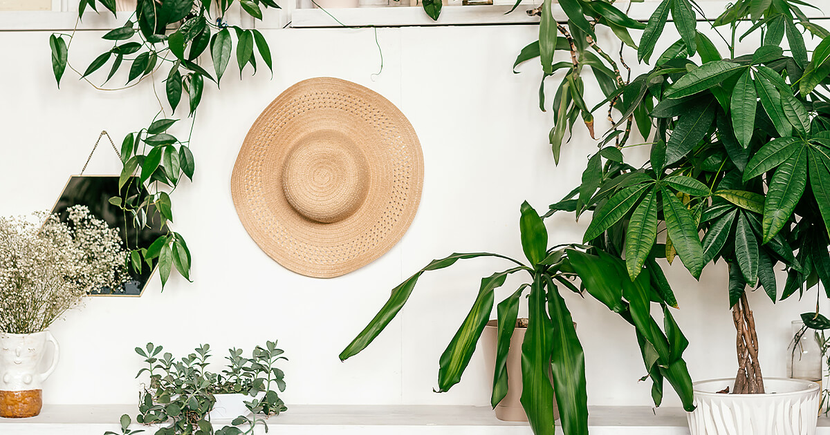Hat hanging on wall surrounded by green indoor plants and white pots